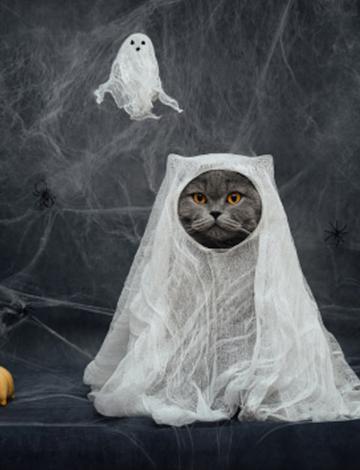 約會不可不知：「ghost」當動詞是什麼意思？