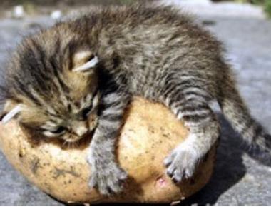 "薯餅", "薯球", "薯泥" 的英文怎麼說?