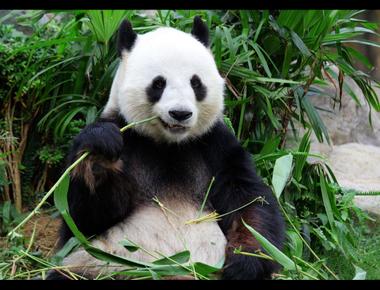 "眼袋", "黑眼圈" 的英文怎麼說?