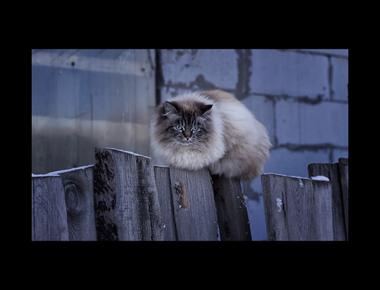 「on the fence」是什麼意思？