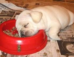 food coma 是什麼?
