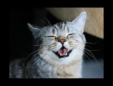 「quip about……」是什麼意思？