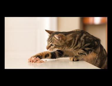 時態 - 未來進行式