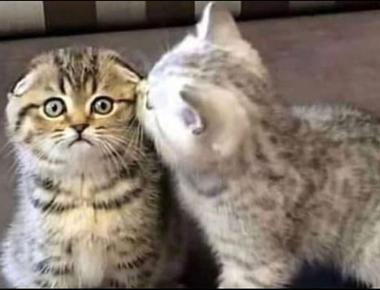 英文裡的名詞子句 (三): 名詞子句的縮略寫法