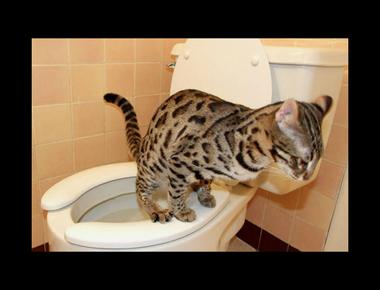 「potty-trained」是什麼意思？