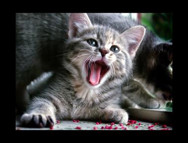 自然發音還是KK音標?