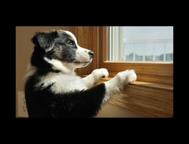 「放鴿子/被放鴿子」的英文怎麼說？