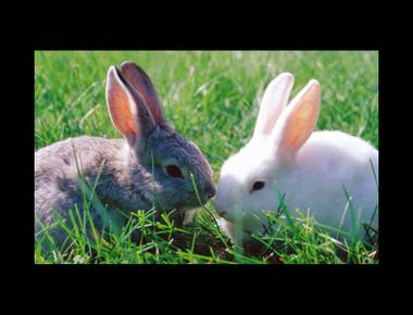 「shoot the breeze」是什麼意思？