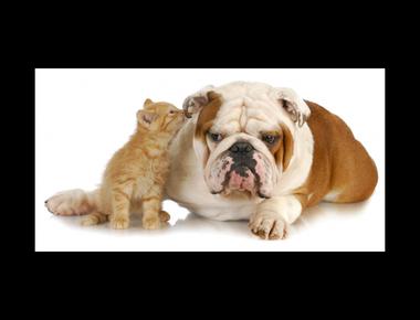 「dish on」是什麼意思？