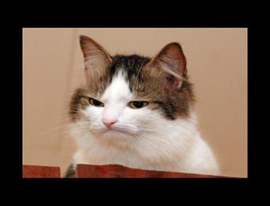 好用句：It’s often frowned upon. 是什麼意思？