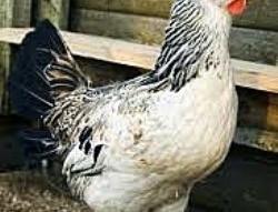 "chicken out" 是什麼意思?