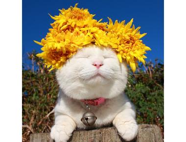 「late bloomer」是什麼意思？