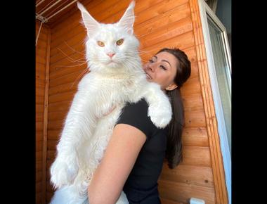 Cat Lady VS. Cat Woman