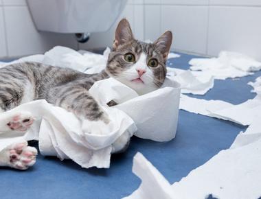 "廁所"   的正確英文說法