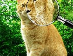 obviously, apparently, evidently 有什麼不同?