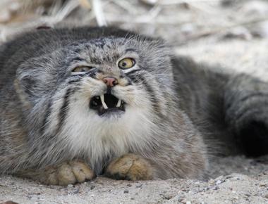 常見英文錯誤：How to spell it?