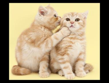 「put someone up to …」是什麼意思？