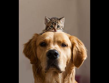 好用片語：come up on top