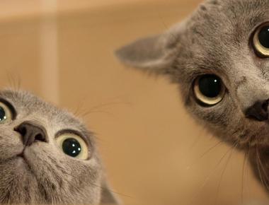 英文成語: Truth is stranger than fiction.