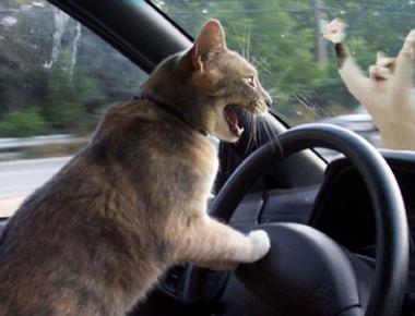 "crash course" 是什麼意思?