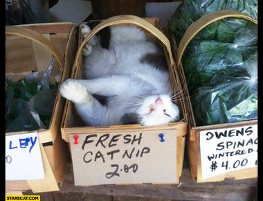 "酒駕" 的英文怎麼說?