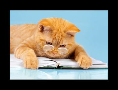 「stock-in-trade」是什麼意思？