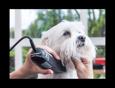 hair of the dog 是什麼意思？