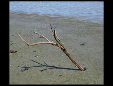 「a stick in the mud」是什麼意思？