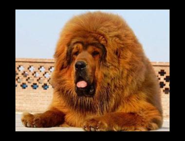 「in the thick of …」是什麼意思？