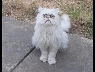 "髒話" 的英文怎麼說?