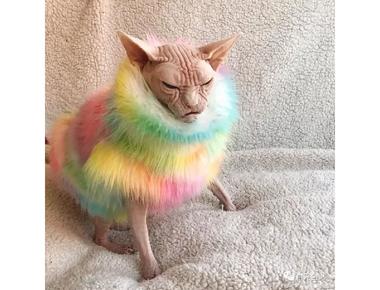 哪種 "背心" 的英文才對?