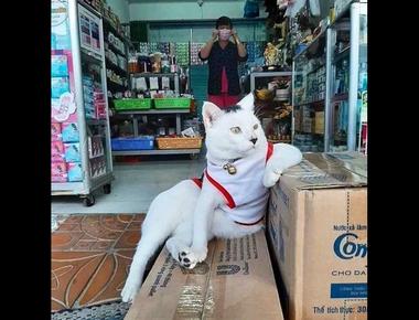 常見英文錯誤：The shop has opened for ten years. 這家店已經開十年了