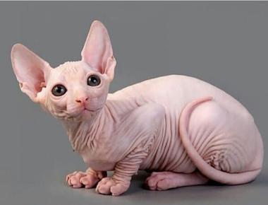 birthday suit 是什麼?