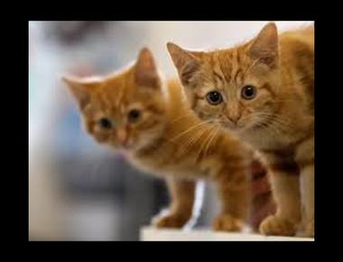 英文名言: Good is the enemy of great.