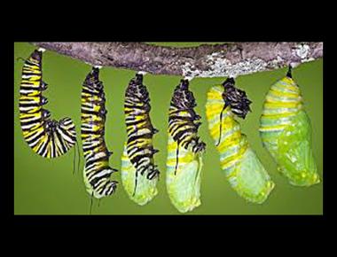 片語 turn in 的多種意思