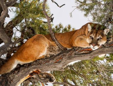 "cougar" 指的是哪種人?