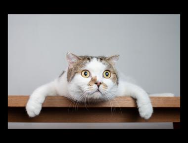 英文裡的名詞子句 (一)