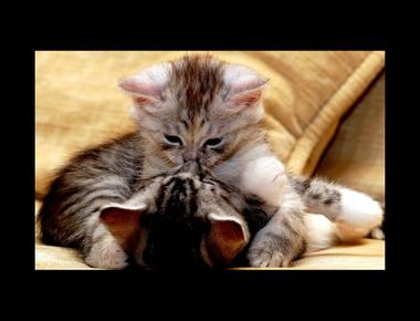 時態 - 現在簡單式