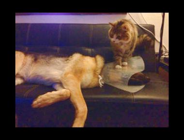 「put one’s foot down 」是什麼意思？