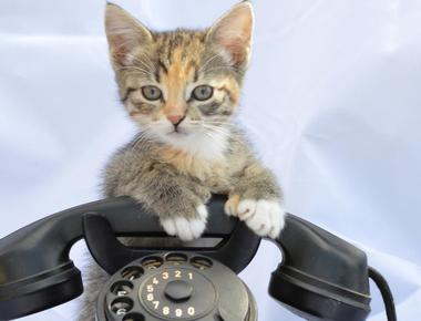 英文中的 tele- 這個字首