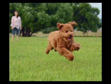 「have a field day」是什麼意思？