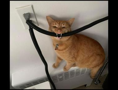 「pull the plug on something」是什麼意思？