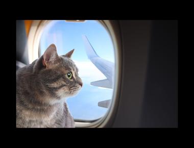 Going the Distance  真愛零距離