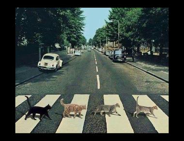 PED XING 是什麼意思?