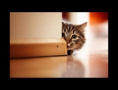 in one's corner 是什麼意思？