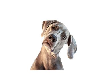 「letting agent」是什麼意思？