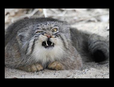 "亂碼" 的英文怎麼說?