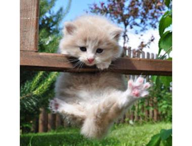 dangerous 和 risky 有什麼不同?