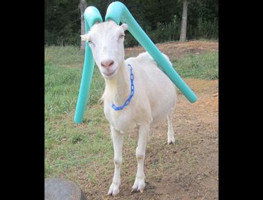 「pool noodle」是什麼意思？