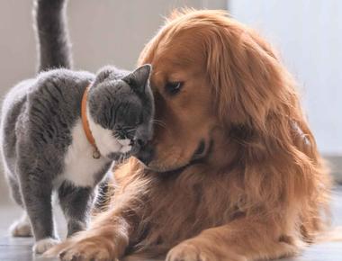 常見英文錯誤：I meet my friends every weekend